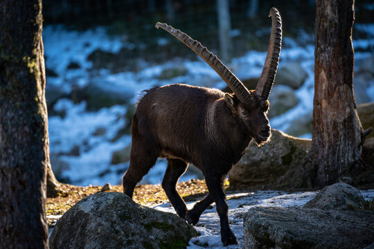 Parc Animalier, Les Angles, Capcir, Pyrenees Orientales, France