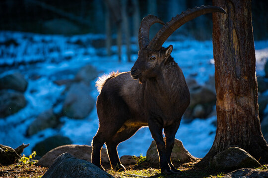 Parc Animalier, Les Angles, Capcir, Pyrenees Orientales, France