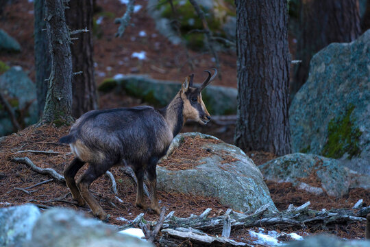 Pyrenean chamois, Rupicapra pyrenaica - Isard, .