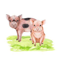 Couple of cute pigs on the green grass. Watercolor illustration. Hand drawn small piglets siting on the meadow grass. Farm domestic animal.