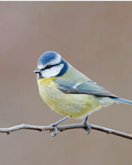 bird