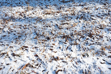Dry leaves piled up with snowflakes and the warm sun shines through in the forest