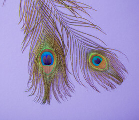 peacock feather on purple paper background  background