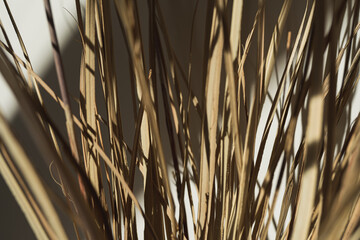 Aesthetic dried beige pampas grass, reeds. Beautiful minimal background with neutral colors....