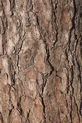 Fototapeta premium 松の木の樹皮のクローズアップ