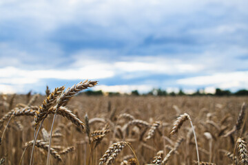 Autumn sunset over wheat field, harvest time, farming