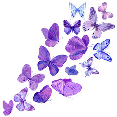 Watercolor butterflies. romantic elements, hand drawn violet butterfly isolated on white background.