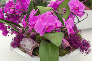 Close up purple orchid flower in flowerpot