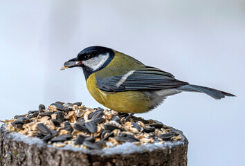 A great tit with a sunflower seed in its beak sits on a feeder