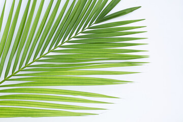 Green leaves of palm tree