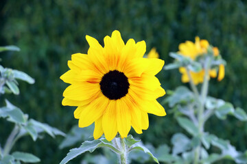 sunflower in the garden