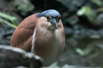 Fototapeta premium Close up Beautiful Bird, Nankeen Night Heron (Nycticorax caledonicus)