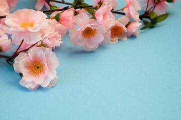 Naklejka na ściany i meble beautiful tree blossom sakura on blue sky background with copy space