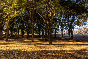根岸森林公園の風景