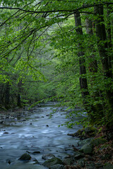 Obraz premium A beautiful scene of nature in the Apennine Mountains, Italy. Fresh spring leaves and mountain stream.