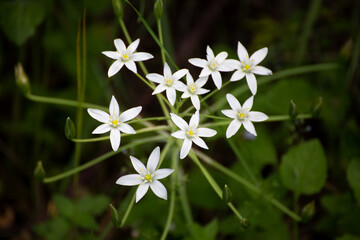 spring flower star of bethlehem	