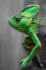The green chameleon Chamaeleonidae is a family of lizards that can change body color. Bright portrait of an animal. Lizard.