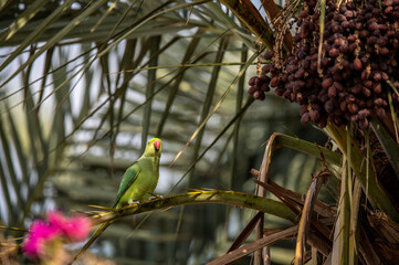 Green parrots on a date palm looking for food on a sunny day in Jordan
