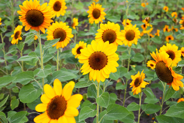 Obraz premium Sunflower field, Beautiful summer landscape.
