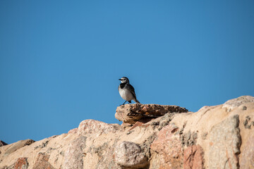 masked wagtail on a stone wall on a sunny day in Jordan