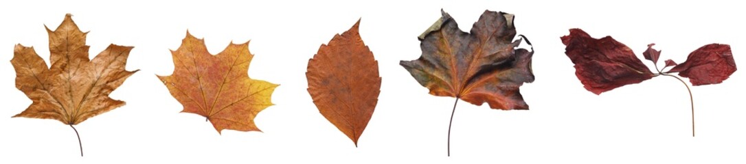Set of autumn leaves isolated on white background. High resolution.	
