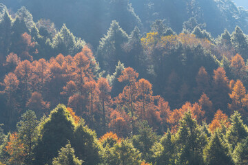 Autumn-colored pine trees along the trail to Kanchenjunga Base Camp in Nepal, the third-highest mountain in the world.