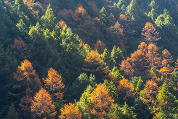 Fototapeta na wymiar Autumn-colored pine trees along the trail to Kanchenjunga Base Camp in Nepal, the third-highest mountain in the world.