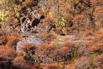 A scenic view of orange coloured pine trees on the Kanchenjunga base camp trek in Nepal, a remote...