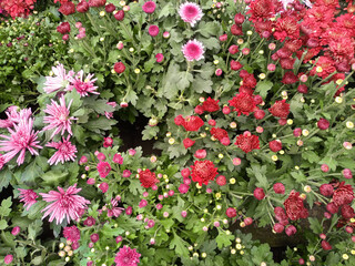 Beautiful colorful chrysanthemum morifolium flowers in top view