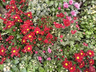 Beautiful colorful chrysanthemum morifolium flowers in top view