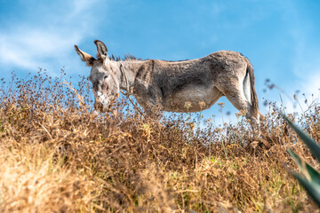 donkey grazing in the mountain nature
