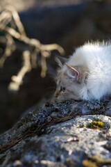 Siberian Neva Masquerade kitten resting