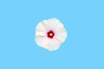 Fototapeta na wymiar Hibiscus flower on blue background.