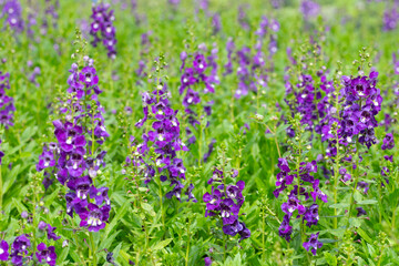 Obraz premium Beautiful angelonia goyazensis benth in the park