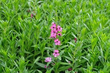 Beautiful angelonia goyazensis benth in the park