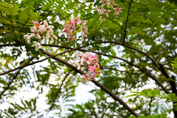Rainbow shower tree with flower