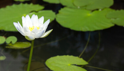 Beautiful blooming Nymphaea lotus flower with leaves, White water lily in pot
