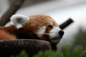 Obraz premium Close up Sleepy Red Panda, Lesser Panda , on the Tree