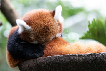 Close up Sleepy Red Panda, Lesser Panda , on the Tree