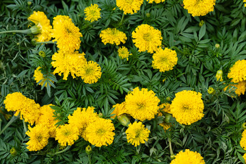yellow flowers on green nature background