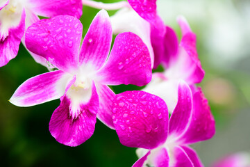 Purple fresh Orchids flowers in garden