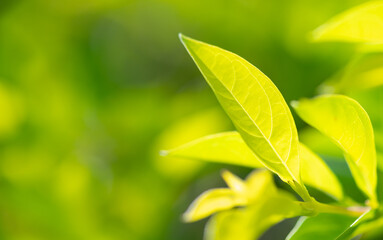 Fototapeta na wymiar abstract stunning green leaf texture, tropical leaf foliage nature green background