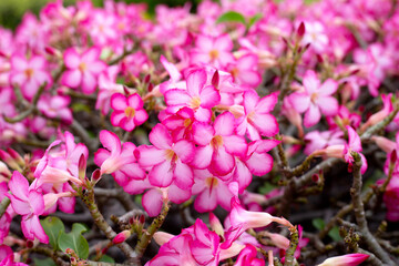 Adenium obesum flowers. Green leaves