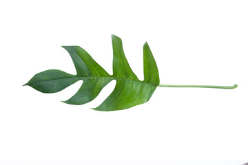 Monstera adansonii or monstera deliciosa liebm leaves on white background. Copy space