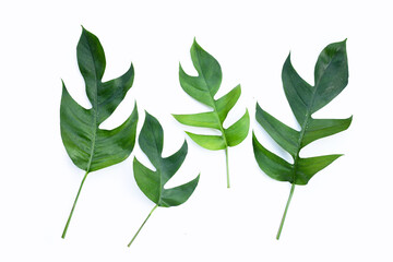 Monstera adansonii or monstera deliciosa liebm leaves on white background. Copy space