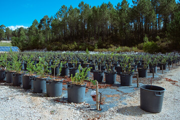 Many blueberry row, agro plastic pots,organic growing, summer harvesting in Portugal