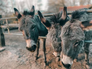 Muurstickers portrait of a donkey © Elmo