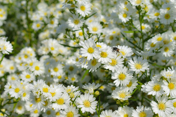 white daisy flowers in the meadow