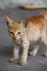 An orange kitten that looks emaciated from living on the streets