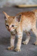 An orange kitten that looks emaciated from living on the streets
